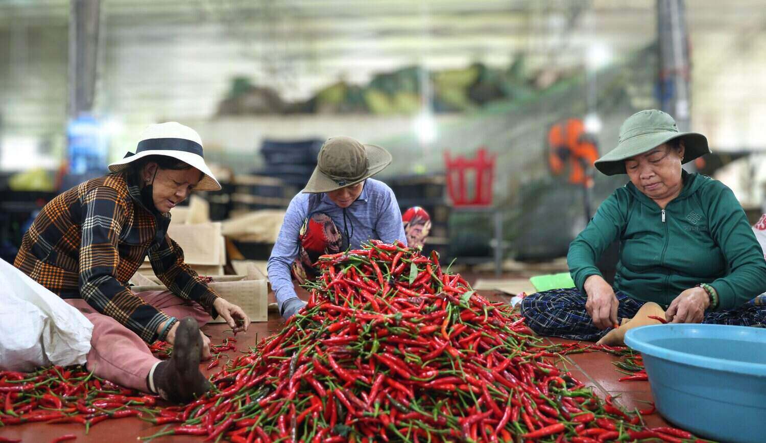 クアンガイ省の唐辛子価格は、中国市場からの輸入需要が減少したため大幅に下落しましたが、輸送コストの増加により、トレーダーは買い付けを控えています。写真:ドン・ザン