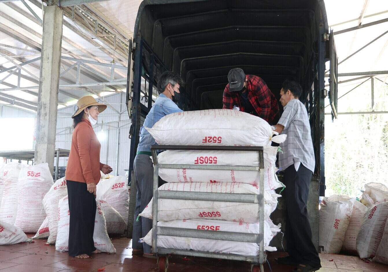 Thương lái thu mua ớt. Ảnh: Đông Giang