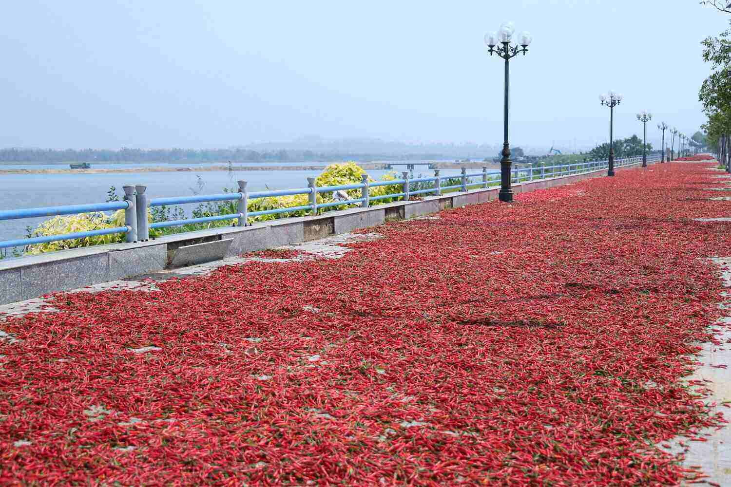 Ớt được người dân trải phơi dọc đường Trường Sa, kéo dài gần 2 km, với hy vọng giá sẽ sớm tăng để gỡ gạc chi phí. Ảnh: Đông Giang