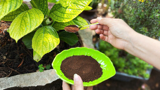 Tận dụng bã cà phê đúng cách là bí quyết giúp cây phát triển tốt hơn và giảm lãng phí. Ảnh: Quỳnh Mai