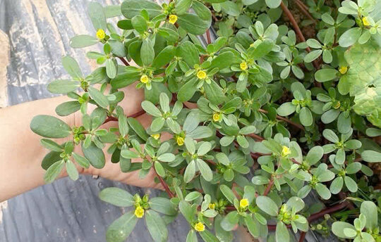 Unexpected uses of purslane that not everyone knows. Photo: Ngoc Mai