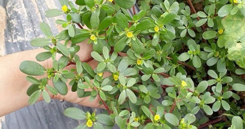 Măng tây giúp giảm mỡ máu hiệu quả bất ngờ