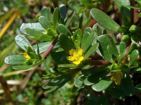 Rau sam có tác dụng bảo vệ hệ tim mạch và hỗ trợ đào thải mỡ máu hiệu quả. Ảnh: Ngọc Mai