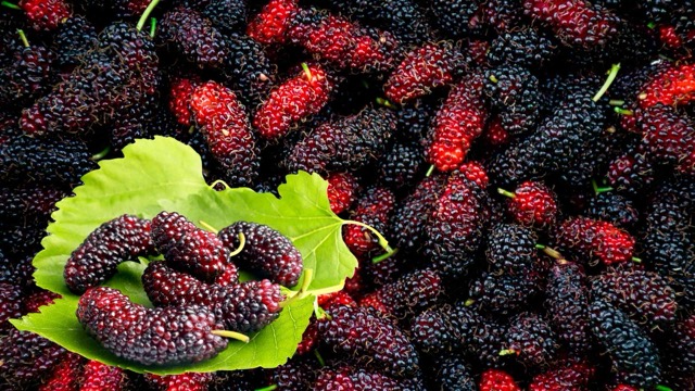 Mulberry helps increase collagen and slow down skin aging. Graphic photo: Huong Son