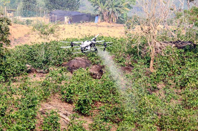 Muong Ang commune, Dien Bien province tests UAVs spraying fertilizer through coffee leaves in Manh Danh village. Photo: Quang Dat