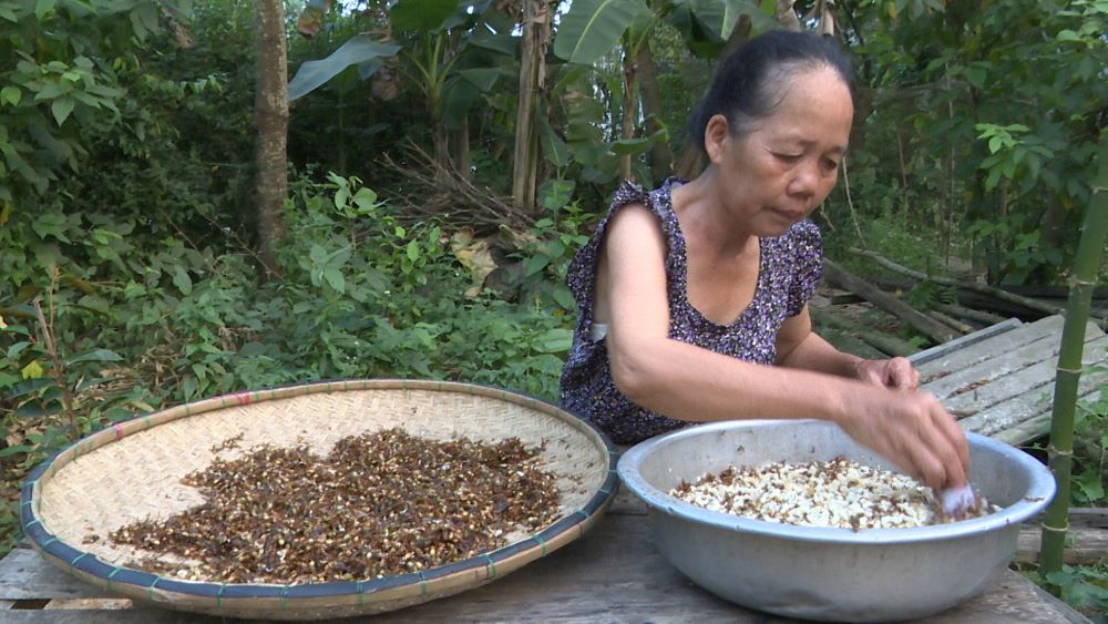 민호아 코뮌 고지대 주민들이 산에 올라 개미알을 사냥하여 상당한 수입을 올리고 있습니다. 사진: 탄쭝