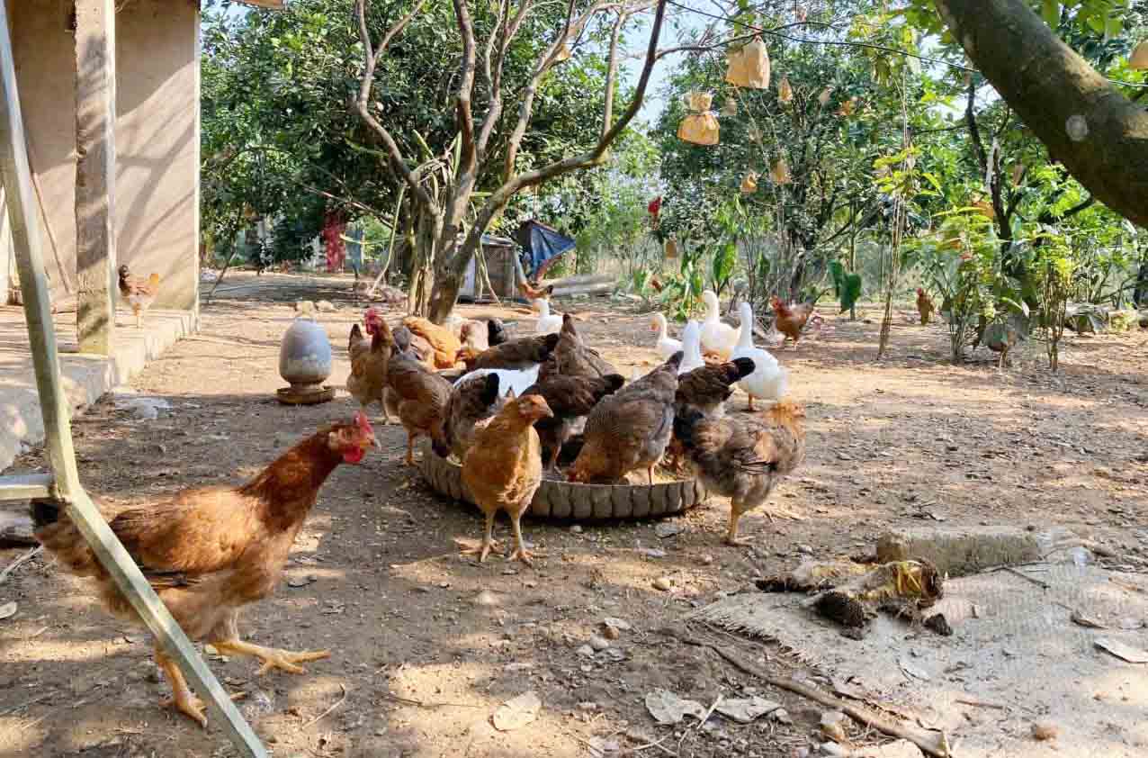 록장 교구 교구민을 위한 방목 닭 사육 협동조합 출범. 사진: 반탄