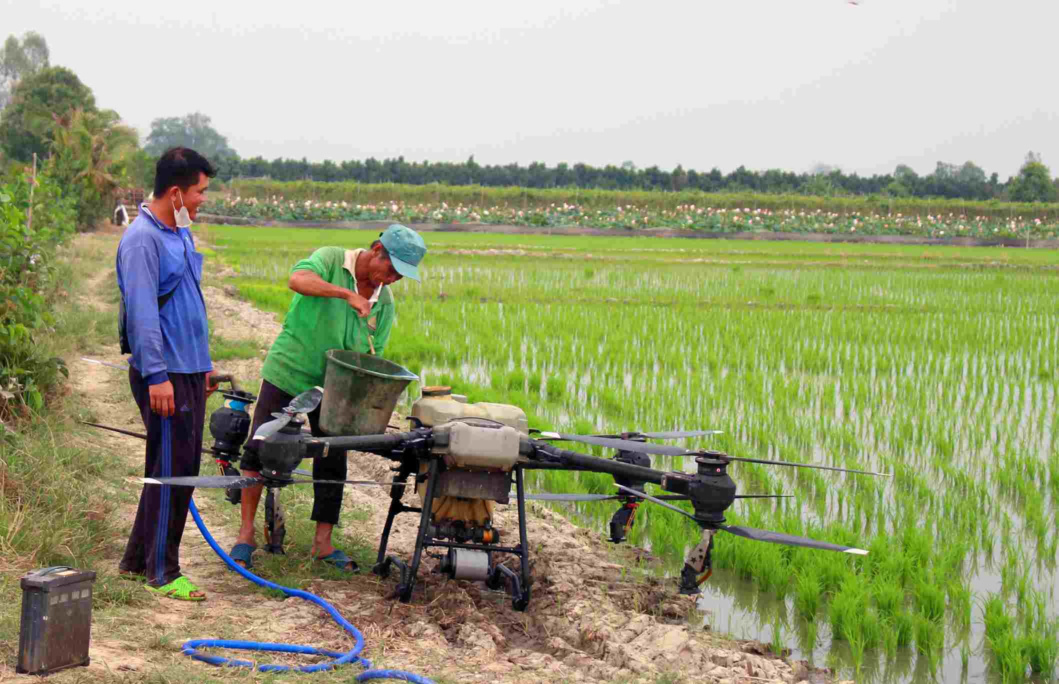 ドローンを使用して種をまいたり、農薬を散布したり、肥料を与えたりすることは、ドンタップ省ではおなじみの光景となっています。写真:タイン・マイ