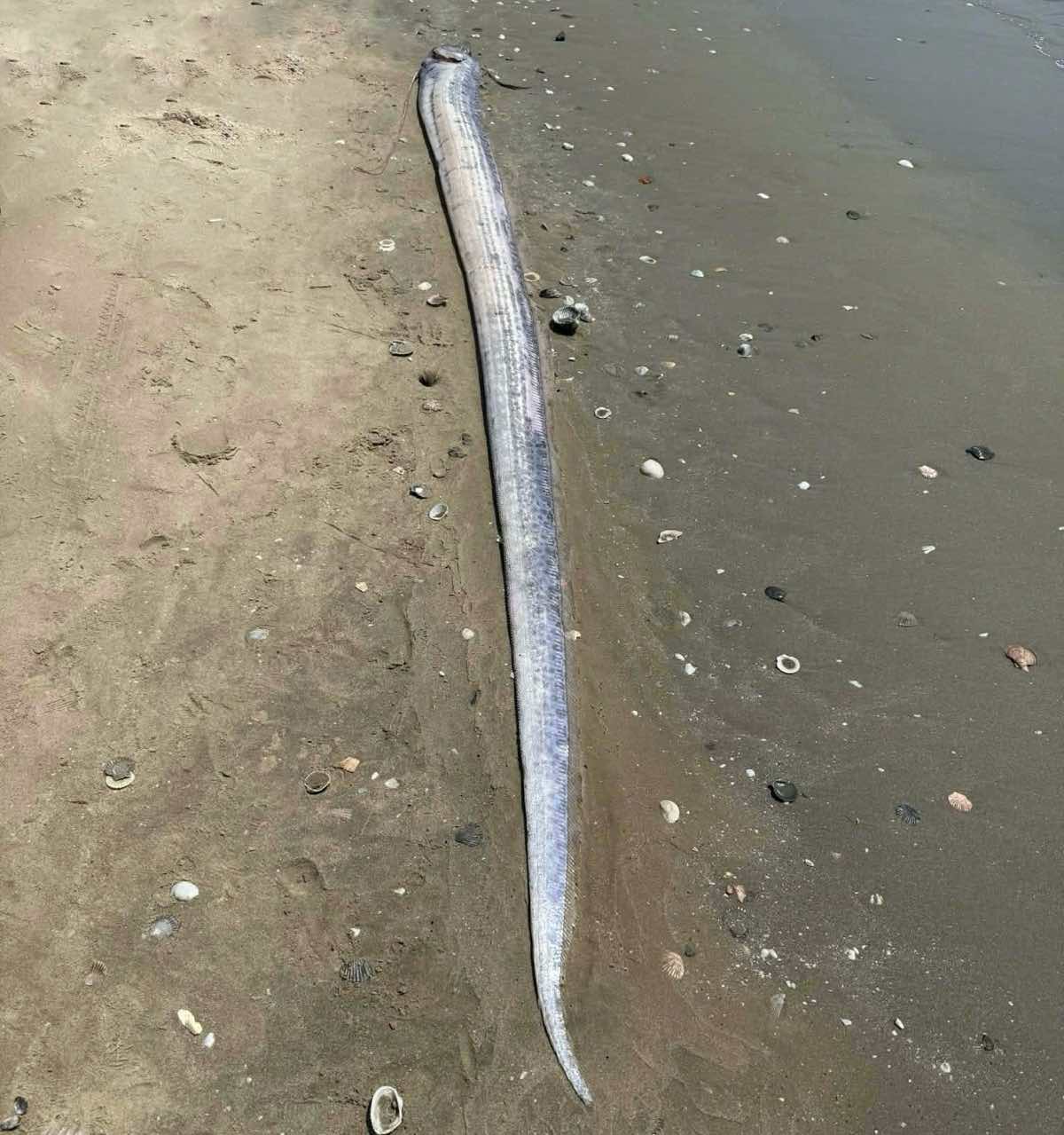 Cá mái chèo trôi dạt vào bờ biển Mũi Né. Ảnh: Phạm Duy 