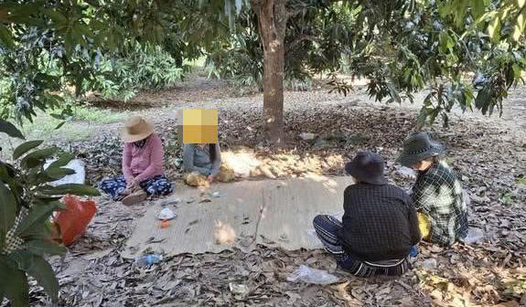 Lực lượng chức năng vừa triệt xóa điểm đánh bạc trong vườn xoài ở Khánh Hòa, 4 phụ nữ bị bắt quả tang khi đang sát phạt. Ảnh: Khánh Hòa