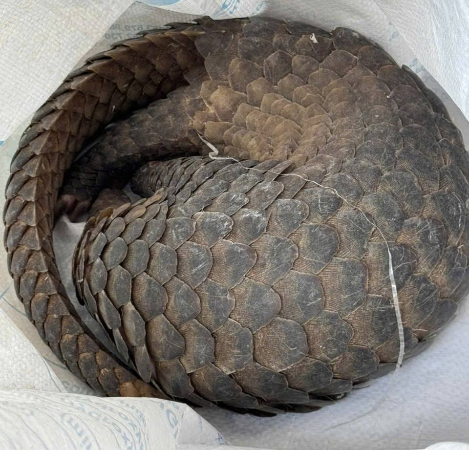 Cá thể tê tê quý hiểm bò vào nhà dân ở xã Đức Trọng. Ảnh: Thy Vũ