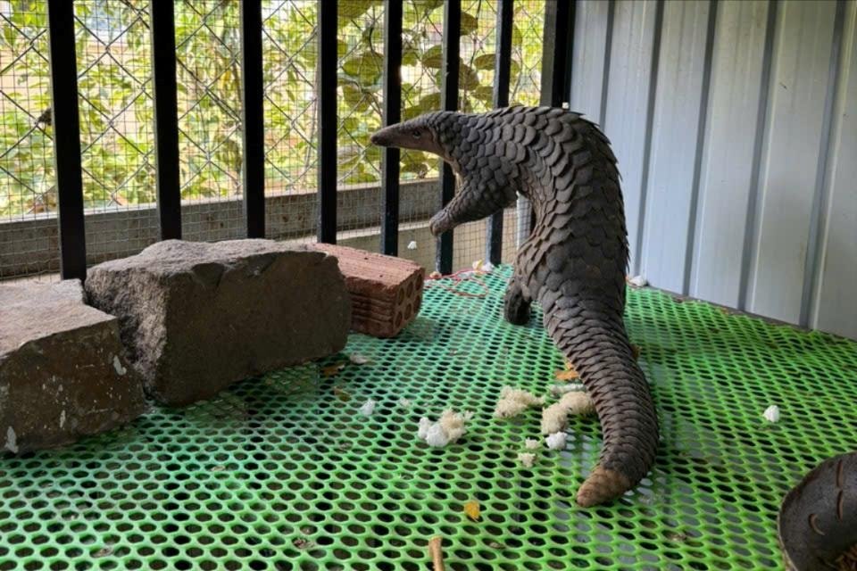 Rare pangolins crawl into houses, handed over to functional agencies by people. Photo: Vo Lan