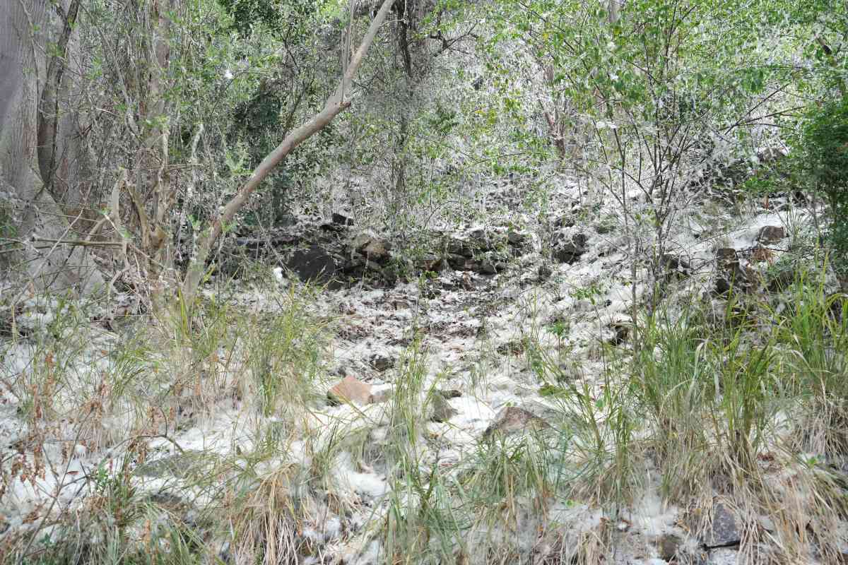 Bông gòn nở rộ, vương trên sườn núi tạo thành n