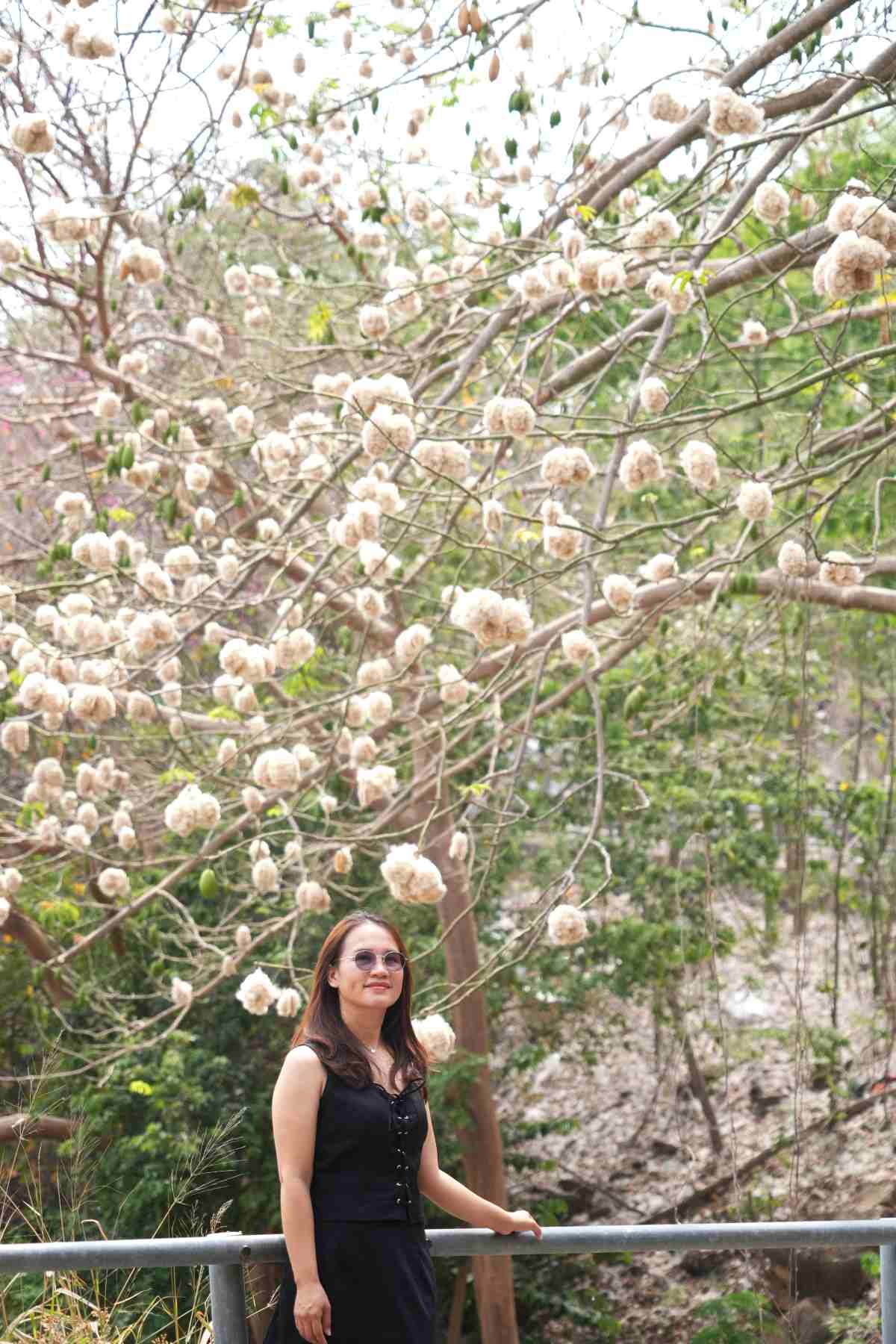 Người dân, du khách thích thú lưu lại khoảnh khắc tại hàng bông gòn đang bung nở. Ảnh: Thành An