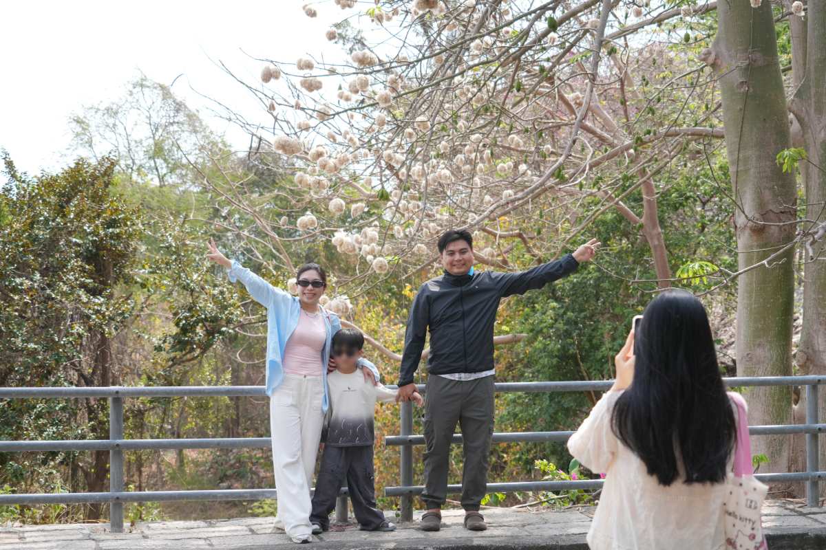 Nhóm du khách đến từ Vĩnh Long lưu lại những khoảnh khắc dưới hàng bông gòn ở Vũng Tàu. Ảnh: Thành An