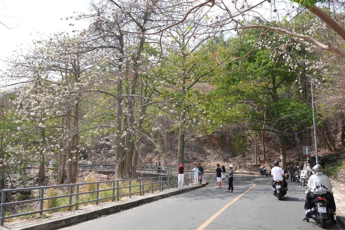 In recent days, cotton balls on the mountain in Vung Tau have bloomed, attracting many people to check-in. Photo: Thanh An