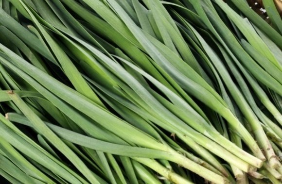 Chives have the potential to support liver detoxification through antioxidant mechanisms. Photo: Kieu Vu.
