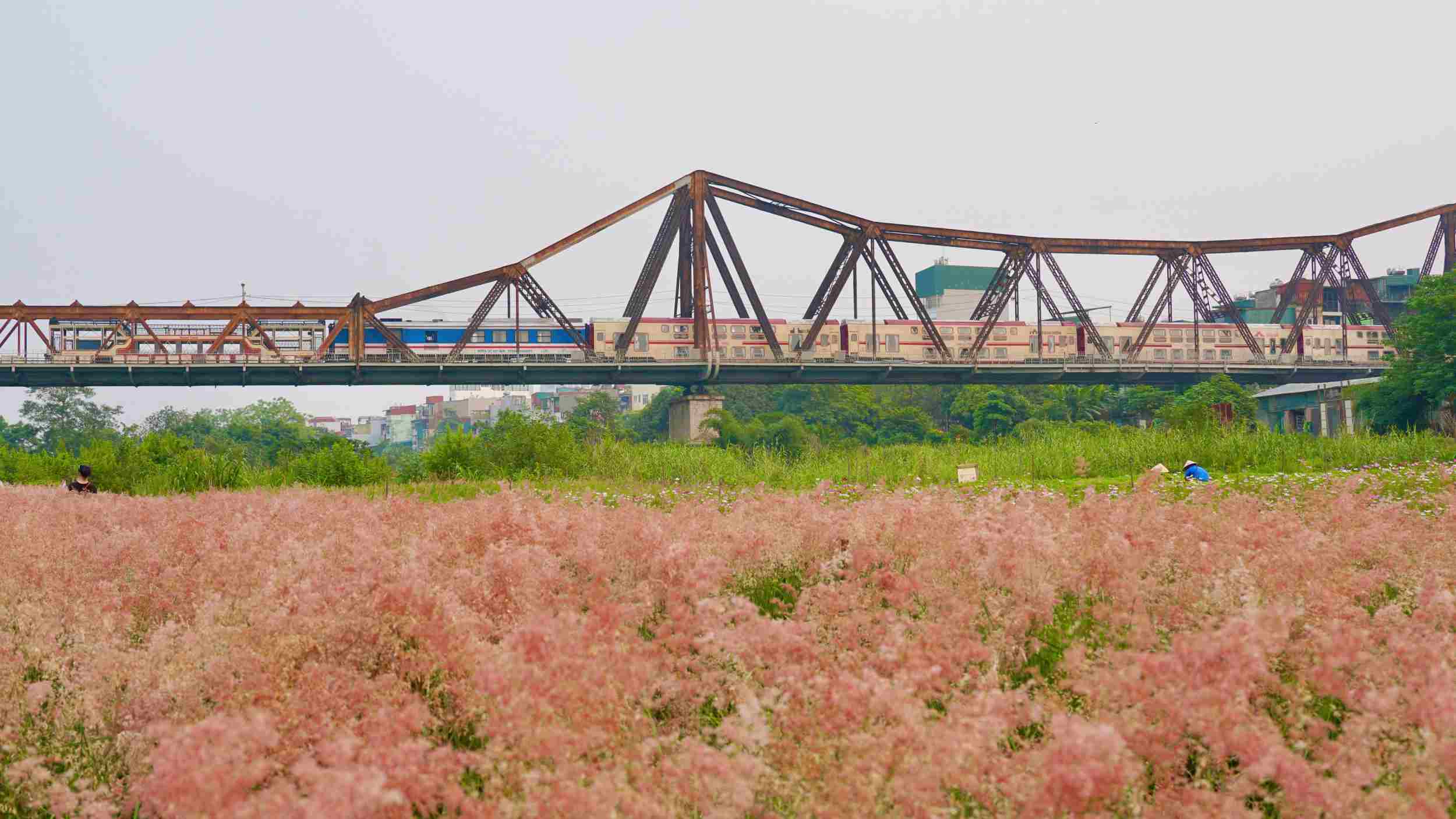 롱비엔 다리 아래 몽환적인 분홍색 잔디밭에서 체크인하는 사람들