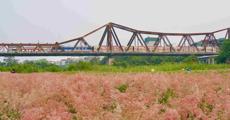 Hà Nội: Vườn cỏ hồng dưới chân cầu Long Biên "gây sốt