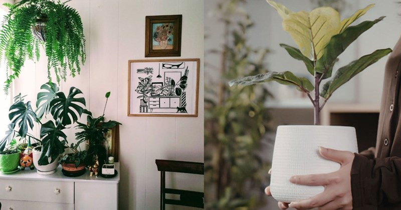 Thiết kế vườn trong nhà cho không gian nhỏ