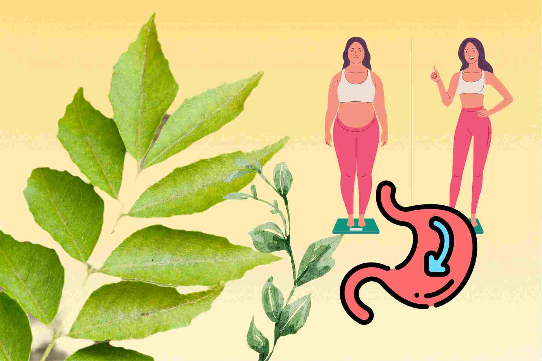 Understand curry leaves correctly to avoid wrong expectations
