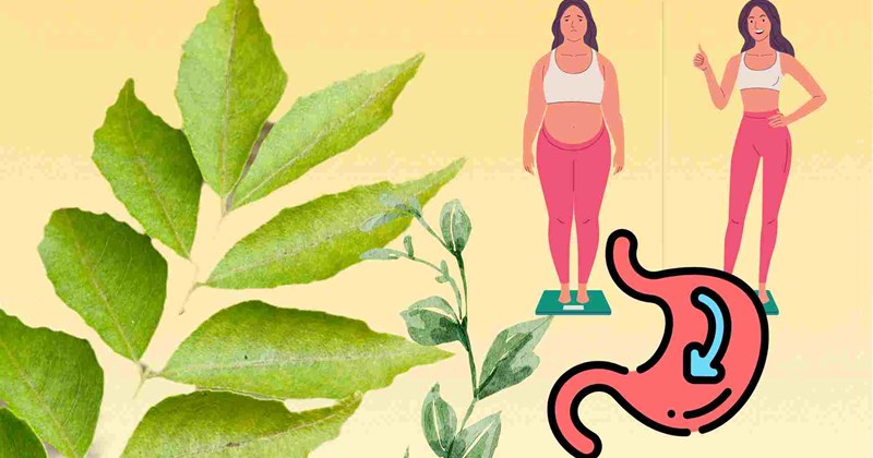Hiểu đúng về lá cà ri để tránh kỳ vọng sai lệch