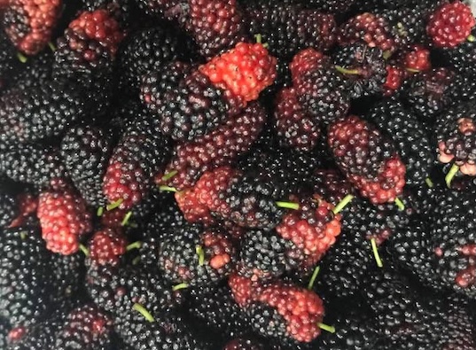 On pense que le mûrier peut aider à contrôler la glycémie naturellement et efficacement. Photo: Kiều Vũ