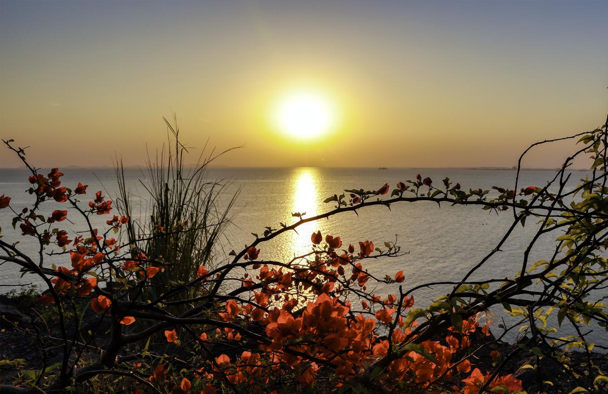 Theo Nhiếp ảnh gia Xuân Thủy - Khi chiều buông, cung đường hoa khoác lên mình vẻ đẹp lãng mạn và sâu lắng, tạo nên một khung cảnh nên thơ. Đây là thời điểm lý tưởng để du khách dừng chân, tản bộ, ngắm hoa, ngắm biển và lưu giữ những khoảnh khắc bình yên giữa không gian khoáng đạt của đảo ngọc. Ảnh: Xuân Thủy