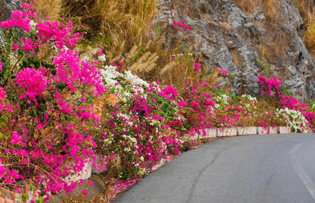 Thảm hoa giấy đủ màu sắc, bung nở dưới nắng hè, tô điểm cho cung đường ven biển từ bến Phà Cái Viềng vào trung tâm Cát Bà. Ảnh: Xuân Thủy - Toan Nguyễn