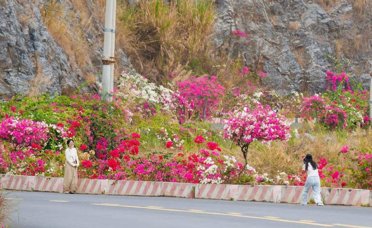 Không chỉ mang giá trị thẩm mĩ, cung đường hoa còn mở ra những trải nghiệm thị giác đầy cảm hứng cho du khách. Đây cũng là điểm check-in hấp dẫn, góp phần thu hút ngày càng đông du khách đến tham quan, trải nghiệm. Ảnh: Xuân Thủy - Toan Nguyễn