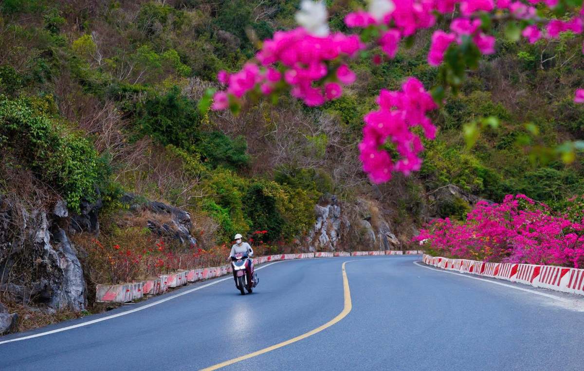 Sau 4 năm triển khai, cung đường ven biển 20 km ngày càng tạo sức hút khó cưỡng trong lòng du khách. Hàng nghìn cây hoa dọc tuyến đường nở rực rỡ, nổi bật nhất là hoa giấy đủ sắc màu. Ảnh: Xuân Thủy - Toan Nguyễn