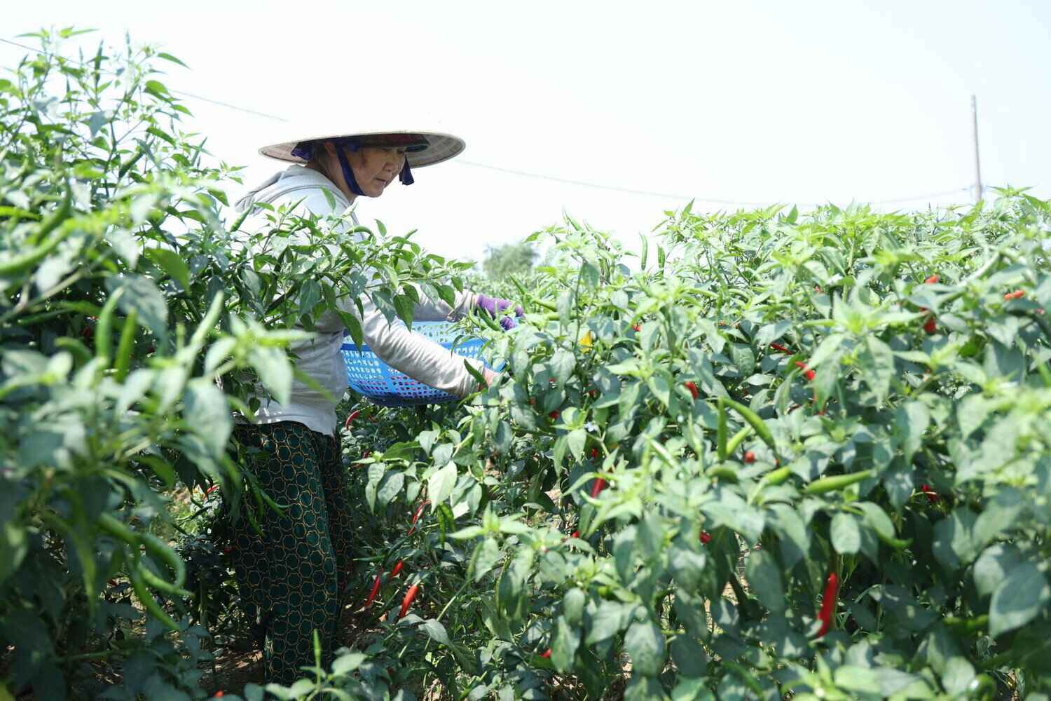 Nông dân Quảng Ngãi thu hoạch ớt trong nỗi buồn nặng trĩu. Ảnh: Đông Giang