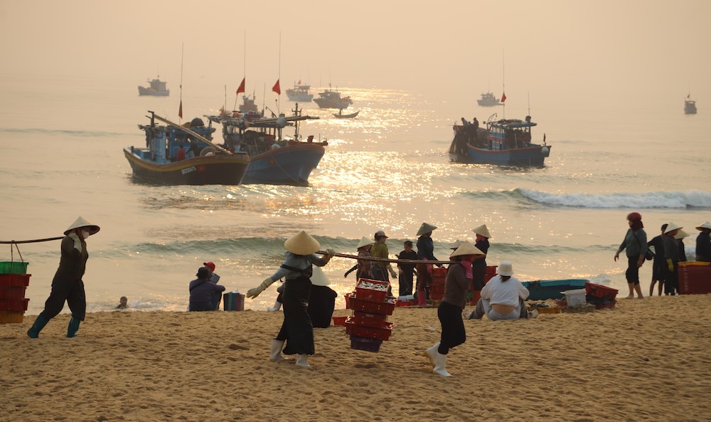 Scad are in season, Quang Tri coastal village is bustling. Photo: Nguyen Luan