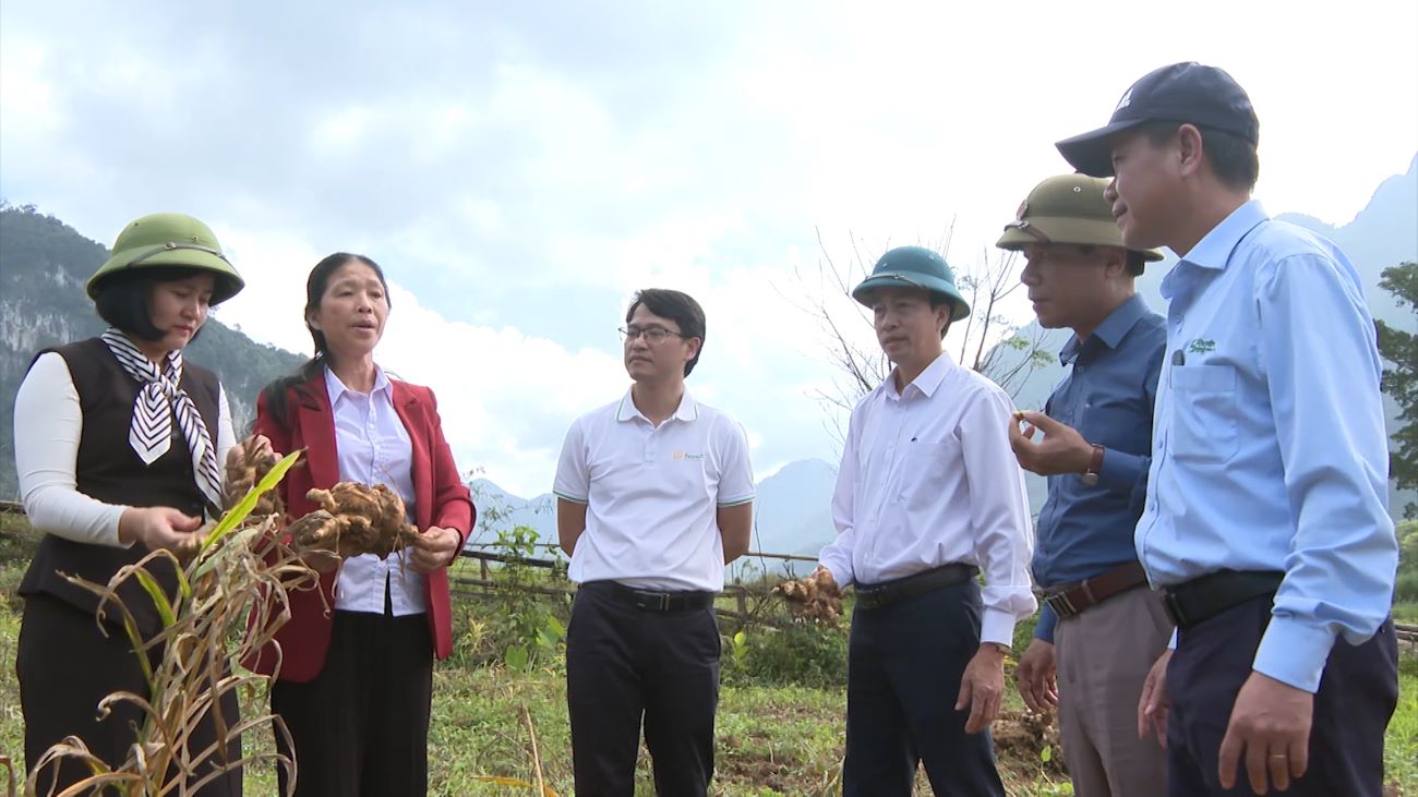 Quang Tri agricultural products are certified organic according to European standards. Photo: Thanh Trung