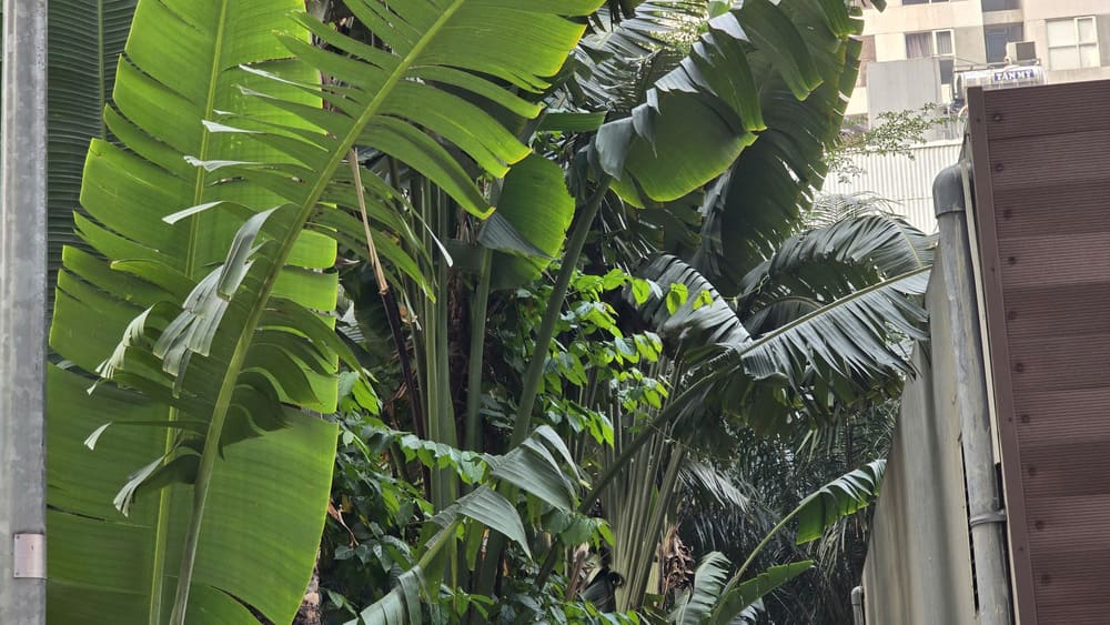 Bananas are one of the plants that helps cool down and cool down the home space effectively. Photo: Tuan Dat