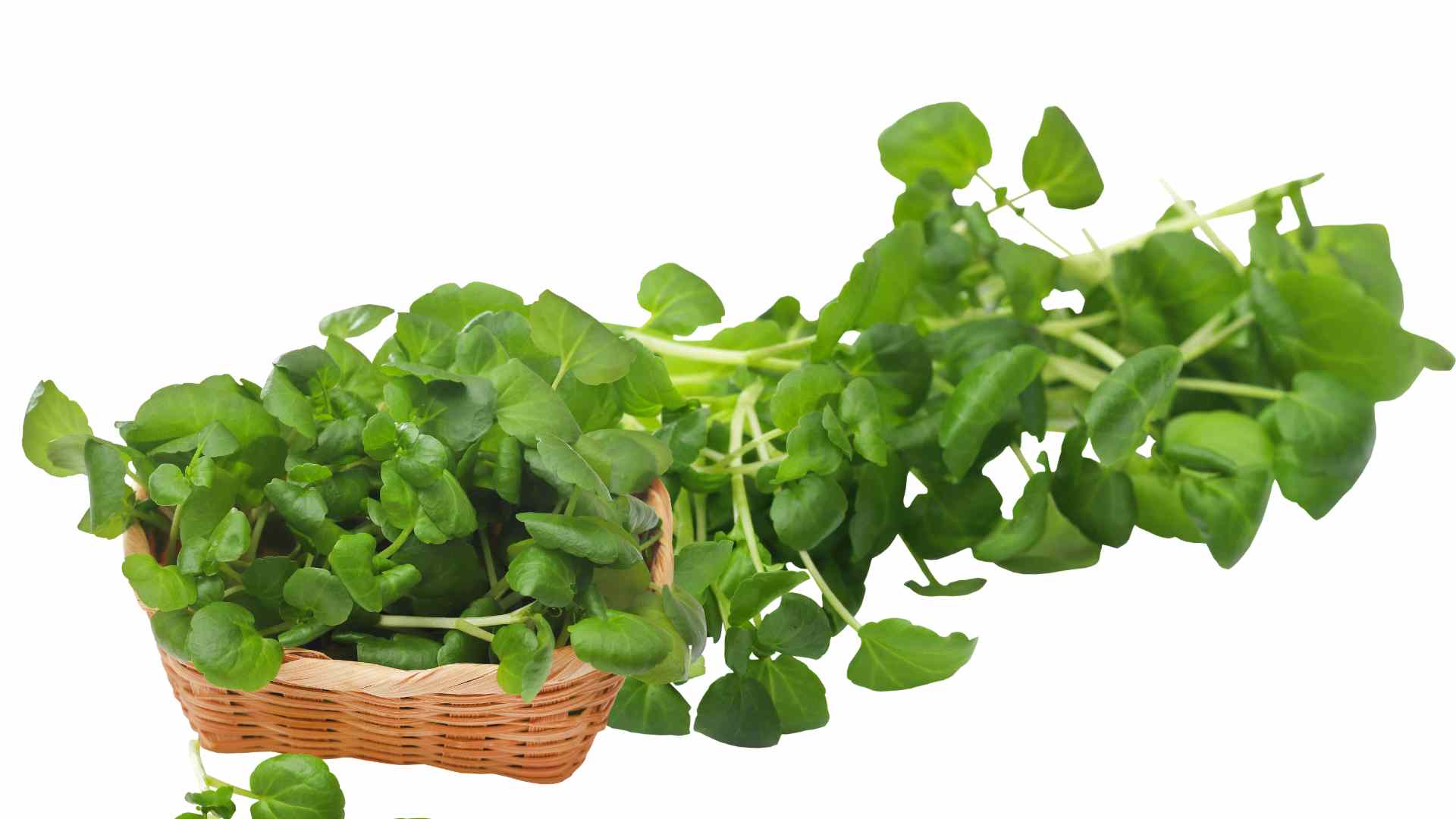 Watercress contains many vitamins A, C, K that can help the body increase the activity of natural liver detoxification enzymes. Graphic photo: Huong Son