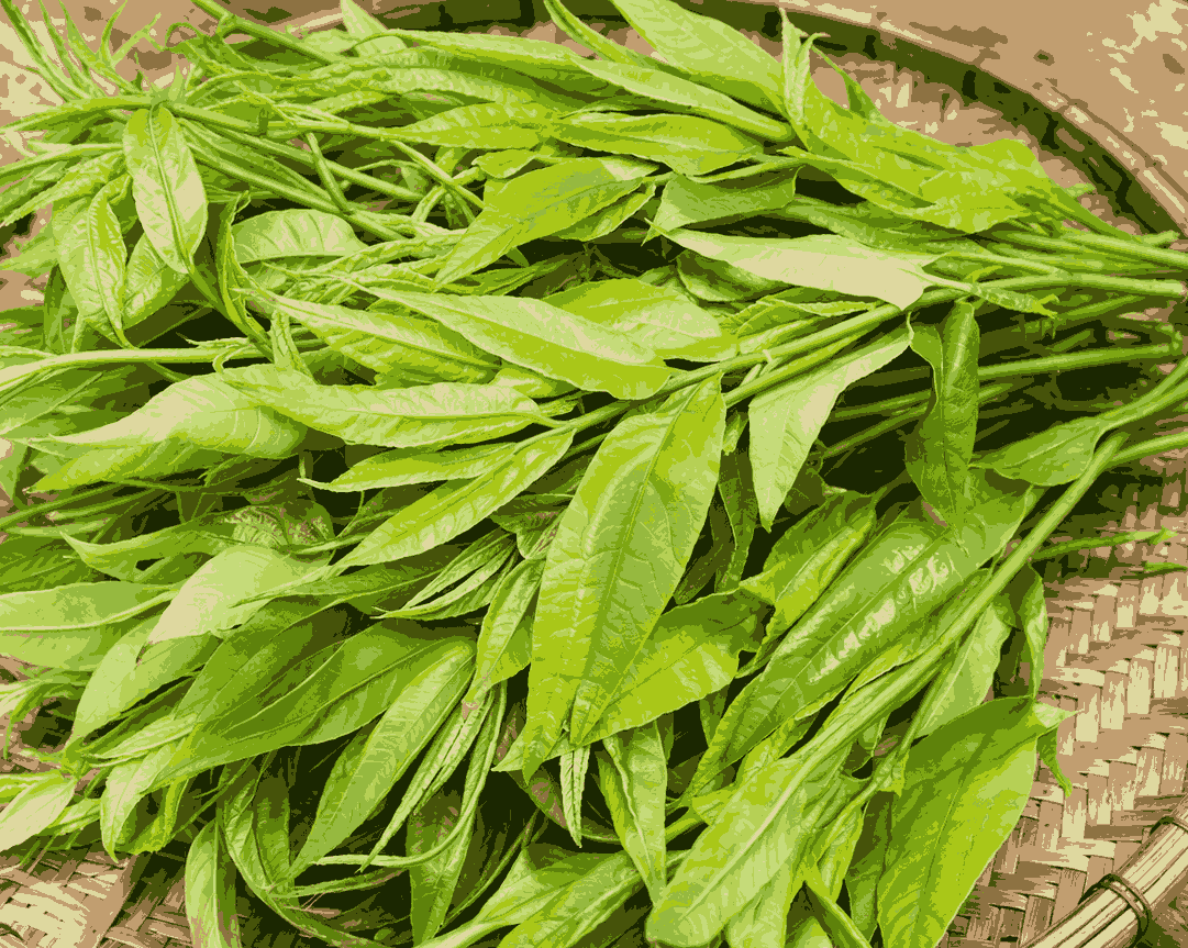 Sắng vegetable is a specialty vegetable used to clear heat and detoxify the liver. Graphic photo: Quang Minh.