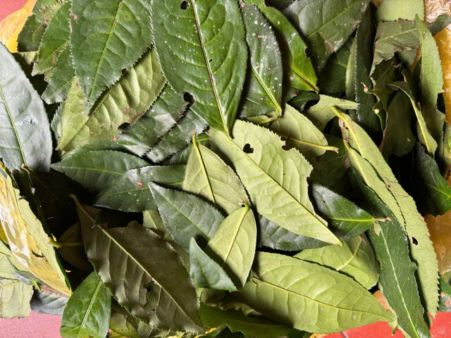 Green tea leaves help fight inflammation, cleanse the skin, and support reducing heat rash for children. Photo: Quynh Mai