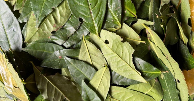 Bí quyết giảm rôm sảy cho trẻ từ lá cây nhà trồng