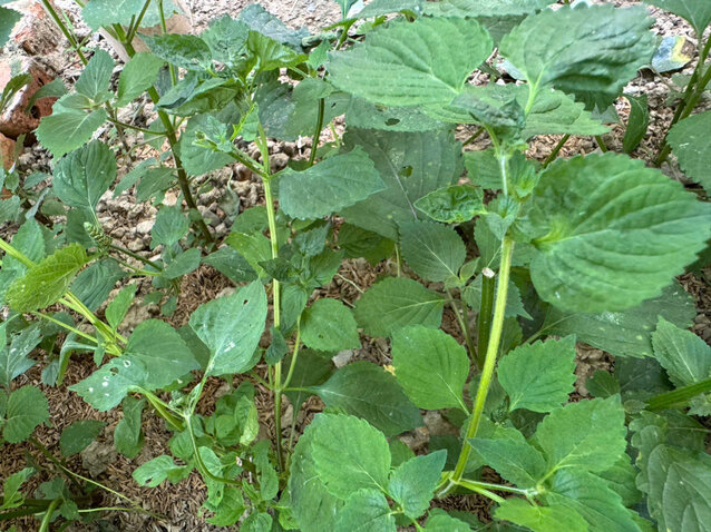 Bí quyết dân gian từ lá kinh giới hỗ trợ làm dịu rôm sảy cho trẻ ngày nắng nóng. Ảnh: Quỳnh Mai