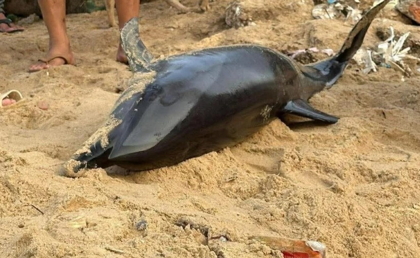 Dolphins drifted ashore after being pushed back to the sea many times in Dak Lak. Photo: Minh Nguyen