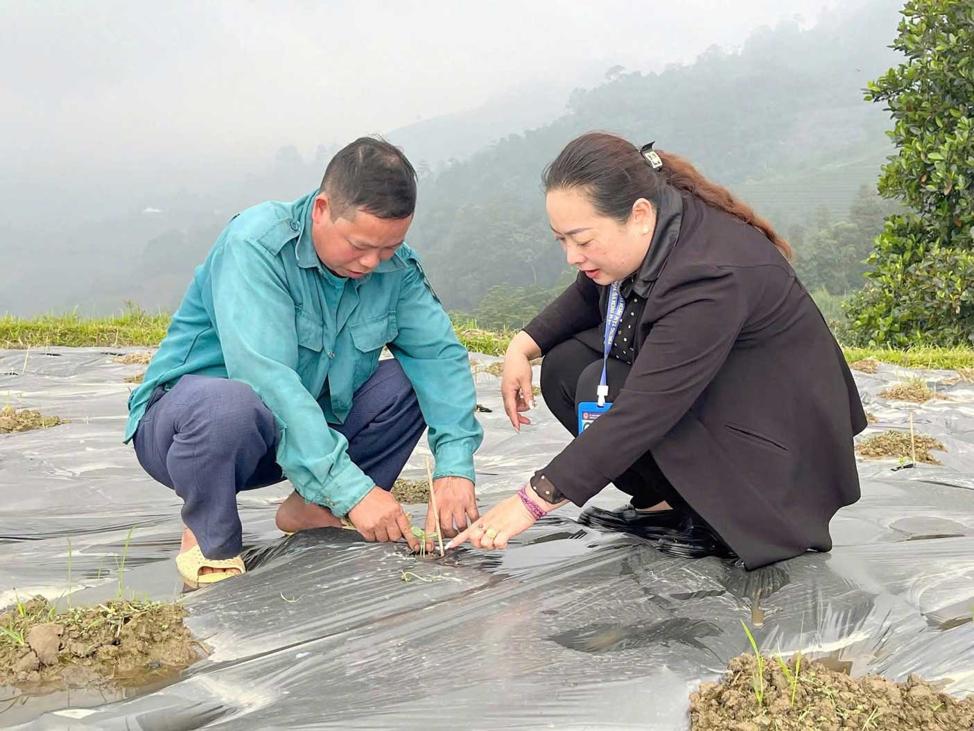 Cán bộ Trung tâm Dịch vụ tổng hợp xã Cốc San kiểm tra hướng dẫn người dân chăm sóc cây dưa hấu. Ảnh: Thanh Mai