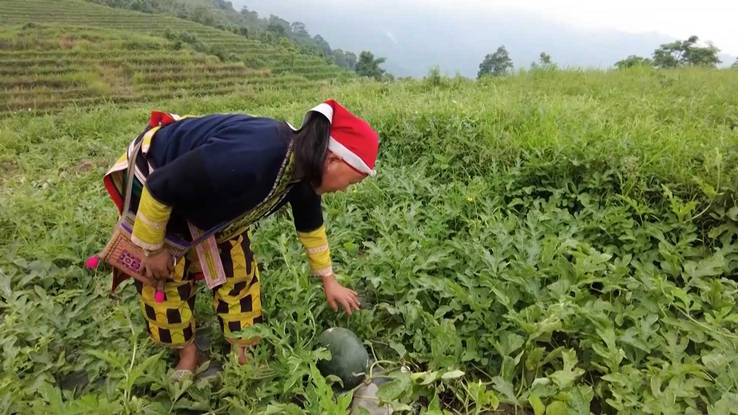 Cây dưa hấu phát triển tốt trên đồng đất Cốc San. Ảnh: CTTĐT xã Cốc San