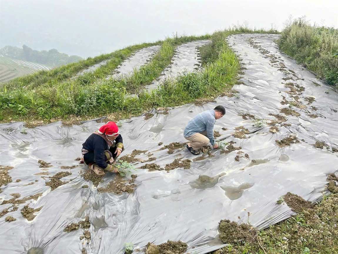 Cán bộ Trung tâm dịch vụ tổng hợp xã Cốc San cùng nông dân thăm đồng kiểm tra ruộng dưa hấu để chăm sóc phòng bệnh kịp thời. Ảnh: Thanh Mai