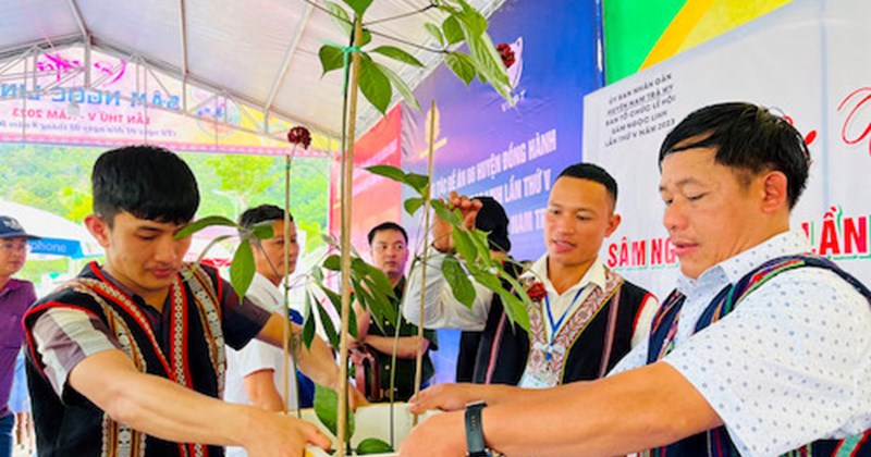 Đà Nẵng tổ chức chợ phiên sâm Ngọc Linh định kỳ tại trung tâm
