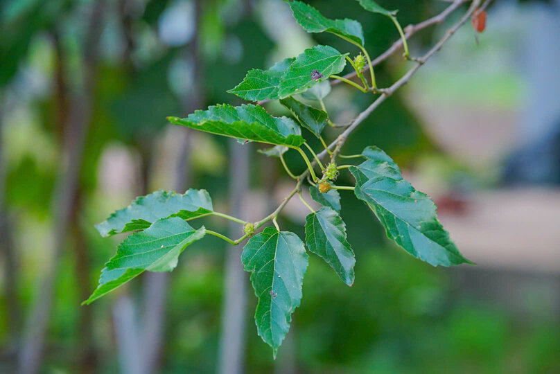 Usos inesperados de las hojas de morera que no todo el mundo conoce. Foto: Ngoc Mai