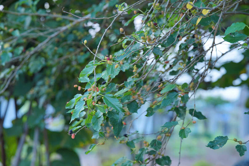 Công dụng của lá dâu tằm có tác dụng giảm đường huyết và hỗ trợ đào thải mỡ máu hiệu quả. Ảnh: Ngọc Mai