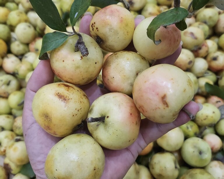 Táo mèo vào mùa với vị chua chát đặc trưng. Ảnh: Quỳnh Mai