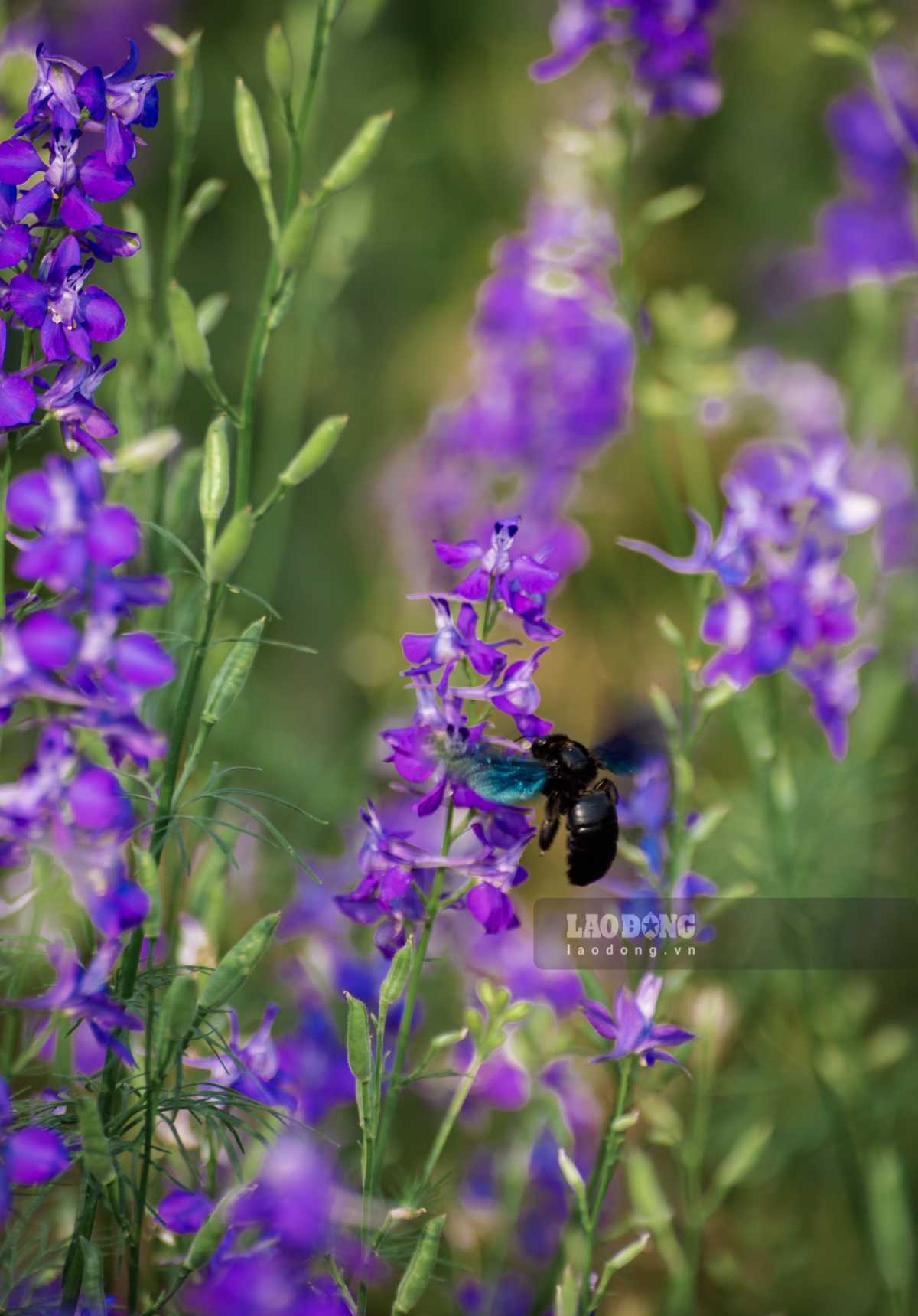 có kích thước nhỏ, cánh mỏng, mềm mại, thường xếp thành từng lớp tạo cảm giác nhẹ nhàng, thanh thoát. Màu tím của hoa không quá rực rỡ mà thiên về gam tím dịu, đôi khi pha chút xanh hoặc trắng, tạo nên vẻ đẹp trang nhã, kín đáo.