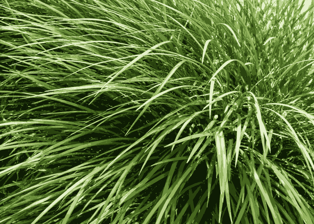 Ophiopogon japonicus is a precious medicinal plant that can support the body in detoxifying the liver. Graphic photo: Quang Minh.